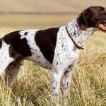 Pointer Dog