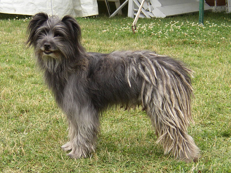 Pyrenean Shepherd