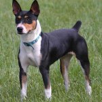 Rat Terrier dog reviews