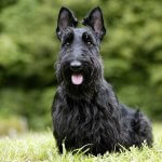 Scottish Terrier