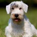 Sealyham Terrier