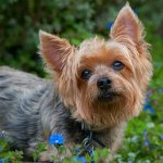 Silky Terrier