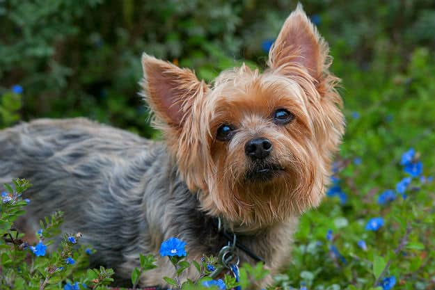Silky Terrier