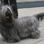 Skye Terrier