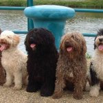 Spanish Water Dog