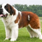 St. Bernard Dog