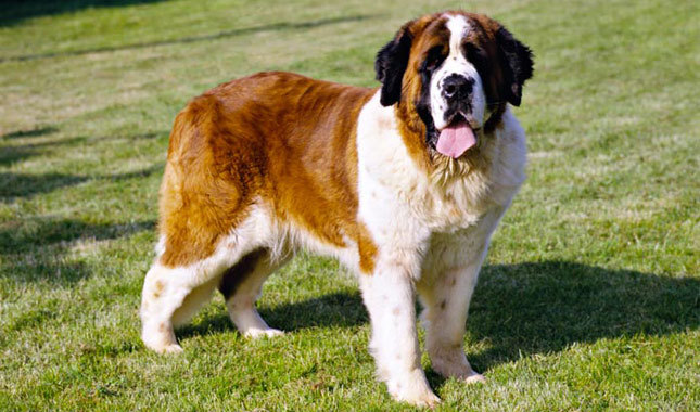 St. Bernard