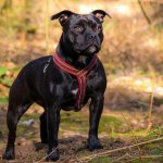 Staffordshire Bull Terriers