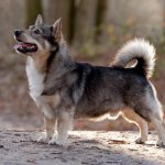 Swedish Vallhund
