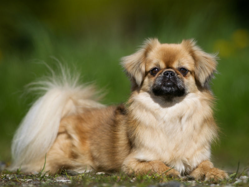 Tibetan Spaniel dog