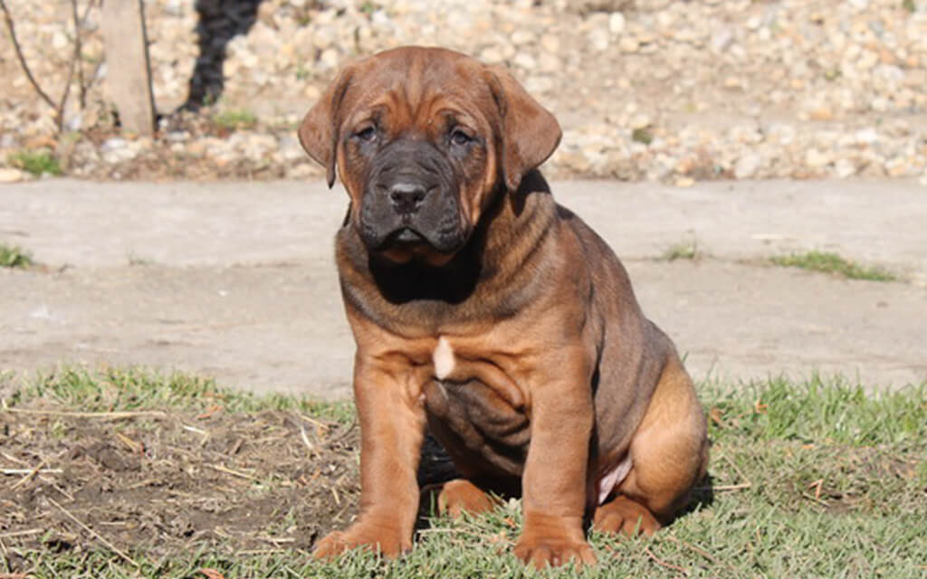 Tosa Tosa Inu Dog Breed Characteristics, appearances and Pictures