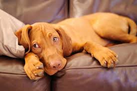 Vizsla