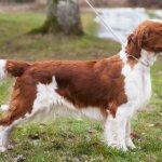 Welsh Springer Spaniel