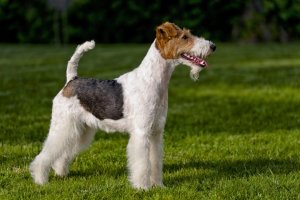 Wire Fox Terrier dog reviews