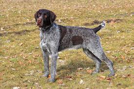 Wirehaired Pointing Griffons