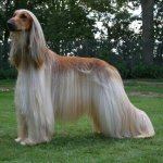 afghan hound dog reviews