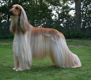 afghan hound dog reviews