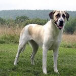 anatolian shepherd dog