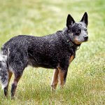 australian cattle dog