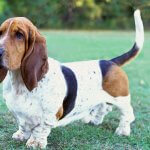 basset hound dog