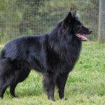 belgian sheepdog