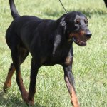 black and tan coonhound
