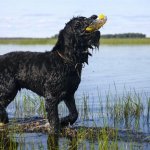 black russian terrier