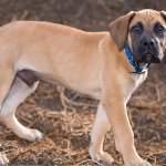 boerboel