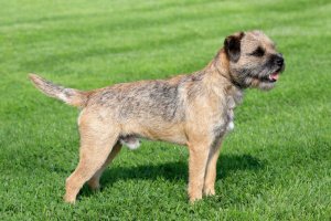 border terrier dog reviews