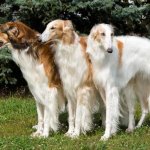 borzoi
