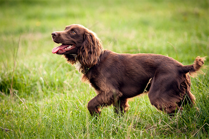 Boykin Spaniel dog reviews