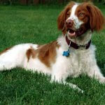 brittany dog