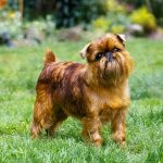 brussels griffon dog reviews