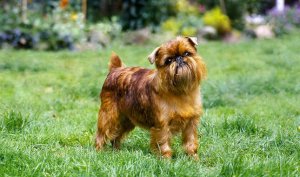brussels griffon dog reviews