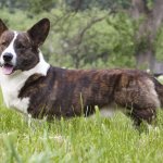 cardigan welsh corgi dog reviews