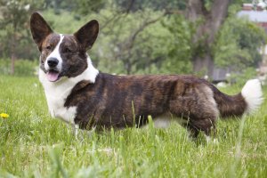 cardigan welsh corgi dog reviews
