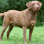 chesapeake bay retriever dog reviews