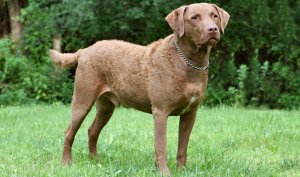 chesapeake bay retriever dog reviews