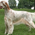 english setter dog reviews