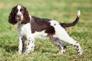 english springer spaniel dog reviews
