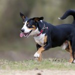 entlebucher mountain dog