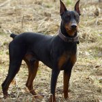 german pinscher