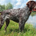 german wirehaired Pointer dog reviews