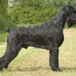 giant schnauzer dog reviews