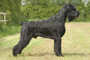 giant schnauzer dog reviews