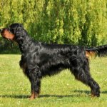 gordon setter
