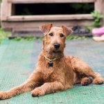 irish terrier