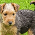 lakeland terrier