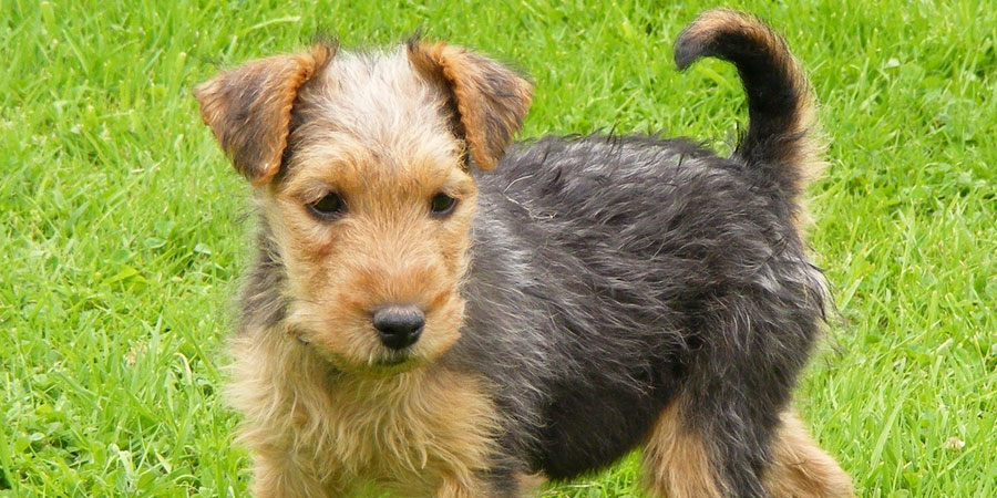 lakeland terrier