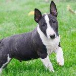 miniature bull terrier